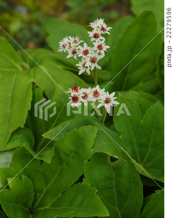 イワヤツデ 22279596