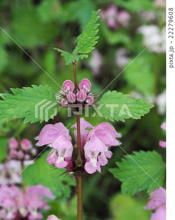 オドリコソウ 22279608