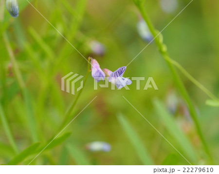 カスマグサ 22279610