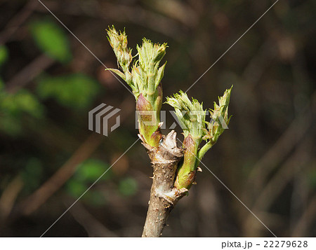 タラノキ タラノキ 22279628