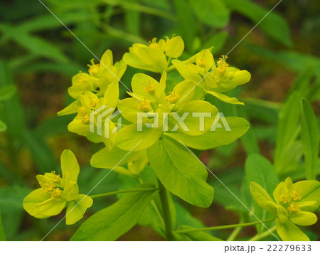 ノウルシ ノウルシ 22279633