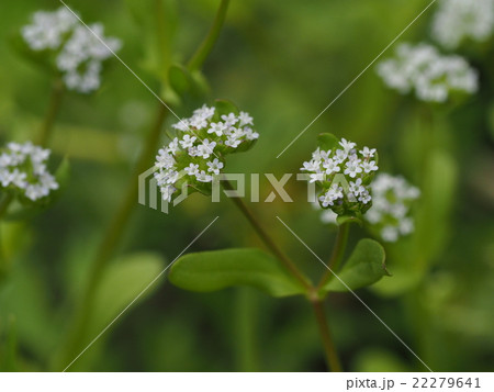 ノヂシャ ノヂシャ 22279641