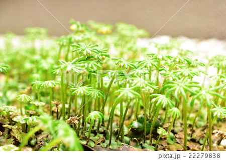 ゼニゴケ 22279838