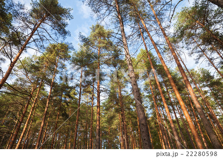 European forest landscape, wild pine trees European forest landscape, wild pine trees 22280598