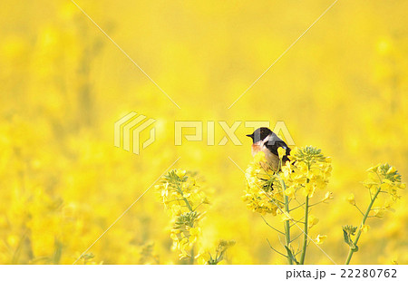 菜の花畑5 菜の花畑5 22280762