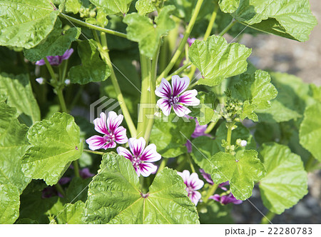 花をつけたゼニアオイ 22280783