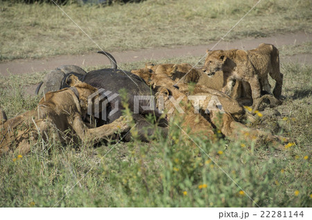 アフリカ セレンゲティ国立公園 ライオン 食事時間の写真素材