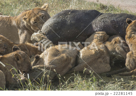 アフリカ　セレンゲティ国立公園　ライオン　水牛を食べる　　 22281145
