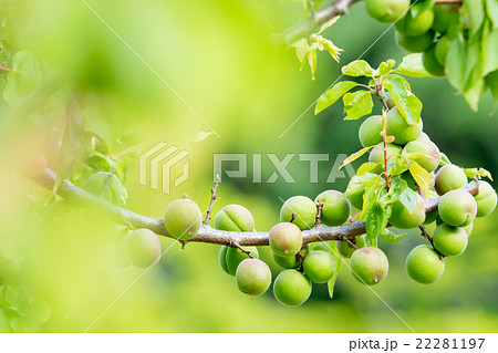 種類が細かくはわからない青梅 生の青梅 山 青梅と文字スペース 種類が細かくはわからない青梅 生の青梅 山 青梅と文字スペース 22281197
