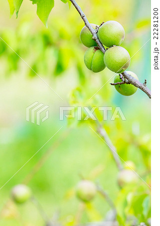 種類が細かくはわからない青梅　生の青梅　山　青梅と文字スペース　 22281200