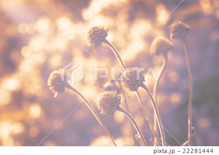 Blur dried flowers (vintage style). 22281444