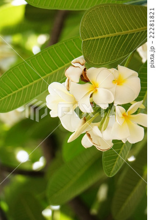 Plumeria(プルメリア) Plumeria(プルメリア) 22281821