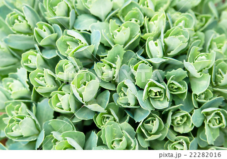 オオベンケイソウ 22282016