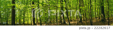Beech forest scenery in panorama Beech forest scenery in panorama 22282617