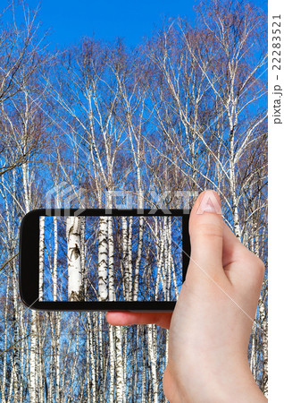 tourist photographs birch trees in spring day 22283521