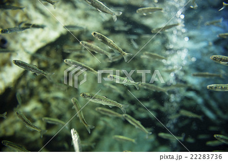 さけの稚魚 22283736