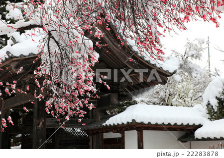 塩山市放光寺山門の紅梅と雪 塩山市放光寺山門の紅梅と雪 22283878