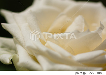 薔薇 薔薇 22283883