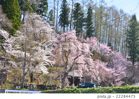 伝行山の桜 22284475