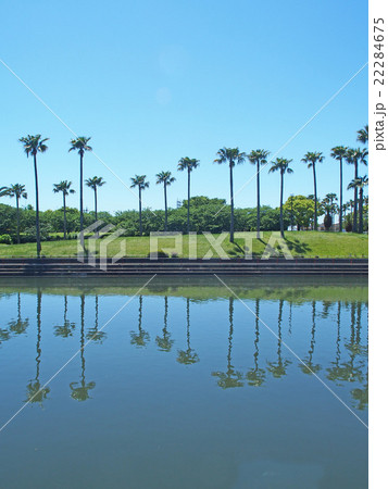 水面に映るフェニックス 水面に映るフェニックス 22284675