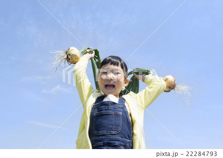 玉葱を収穫する子供 22284793