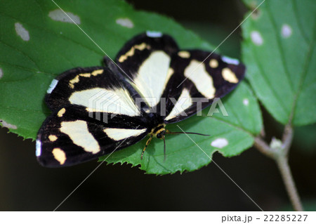 キンモンガ 22285227