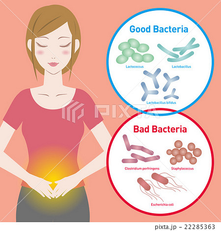 女性と善玉菌・悪玉菌 腸内細菌イメージ 女性と善玉菌・悪玉菌 腸内細菌イメージ 22285363