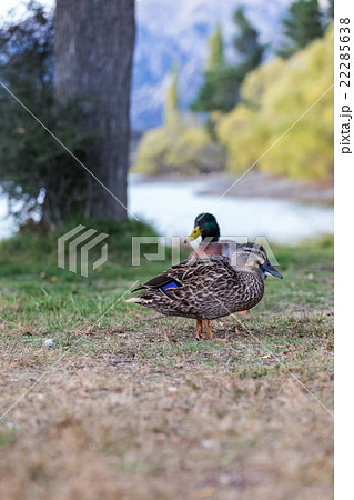 duck at Lake Pearson, New Zealand 22285638