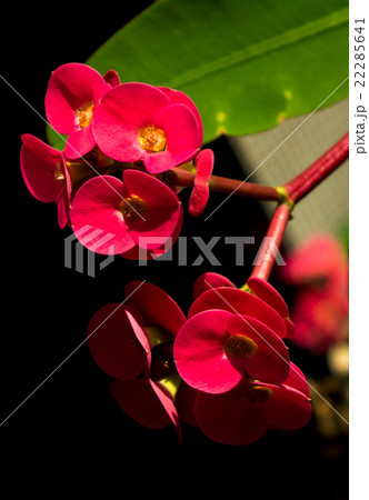 ハナキリン 22285641