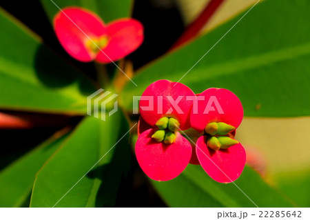 ハナキリン 22285642