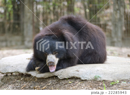 sloth bear 22285943