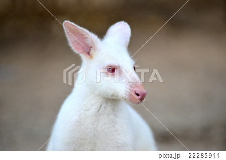 albino wallaby 22285944