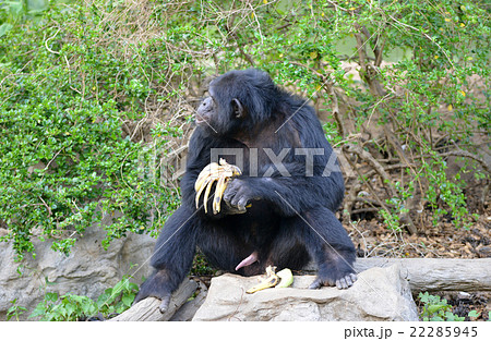 chimpanzee chimpanzee 22285945