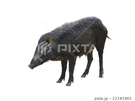 wild boar isolated wild boar isolated 22285965