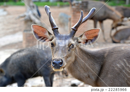 sambar deer 22285966