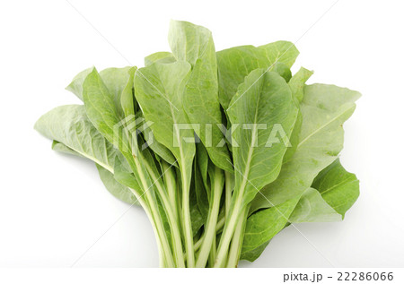 ニガナ（ンジャナ） 22286066