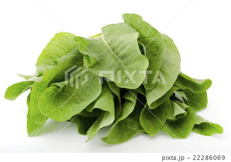 ニガナ(ンジャナ) ニガナ(ンジャナ) 22286069