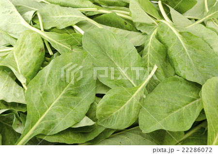 ニガナ(ンジャナ) ニガナ(ンジャナ) 22286072