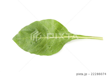 ニガナ（ンジャナ）の葉 22286074