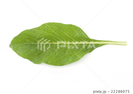 ニガナ（ンジャナ）の葉 22286075