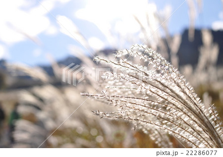 キラキラ光るススキ 22286077