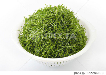 ニガナ（ンジャナ）の千切り 22286089