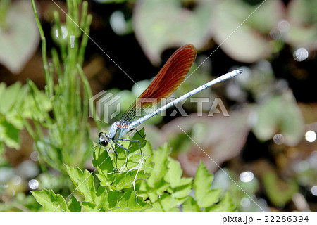 ニホンカワトンボ ニホンカワトンボ 22286394