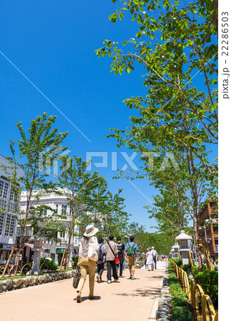 鎌倉 若宮大路 段葛 鎌倉 若宮大路 段葛 22286503