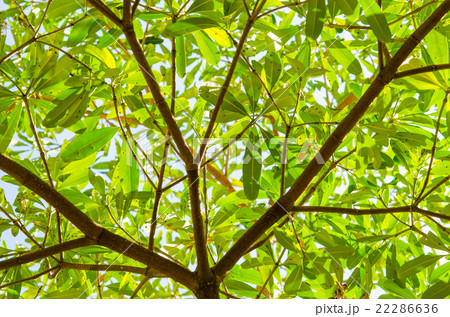 Green tree Green tree 22286636