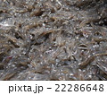 生シラス 22286648