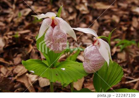 クマガイソウ 22287130