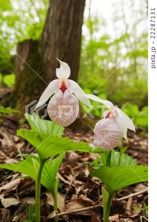 クマガイソウ クマガイソウ 22287131