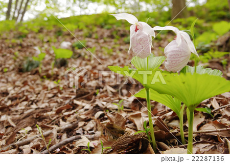 クマガイソウ クマガイソウ 22287136