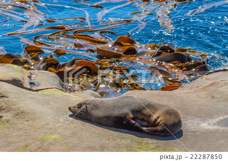 New Zealand fur seal (kekeno) sunbathing on a rock New Zealand fur seal (kekeno) sunbathing on a rock 22287850